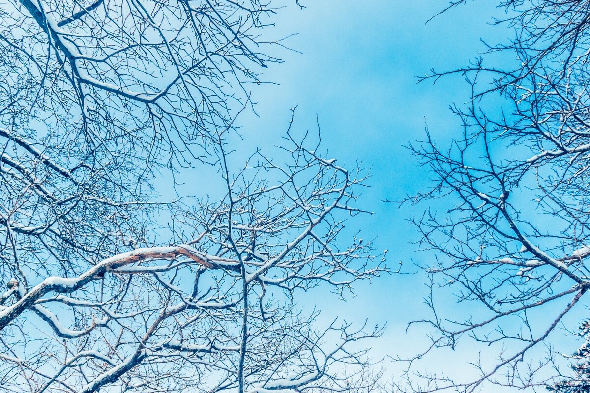 雪景 大自然 自然 风光 黄山雪景 摄影 银妆素裹 千里冰封 万里雪飘 旅游 树枝上的雪 森林雪景