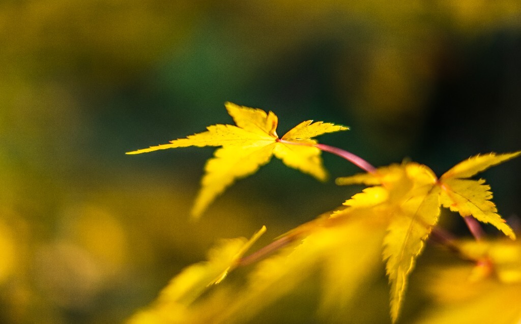 植物 摄影 光 叶子 枫叶 风光摄影 旅行 自然