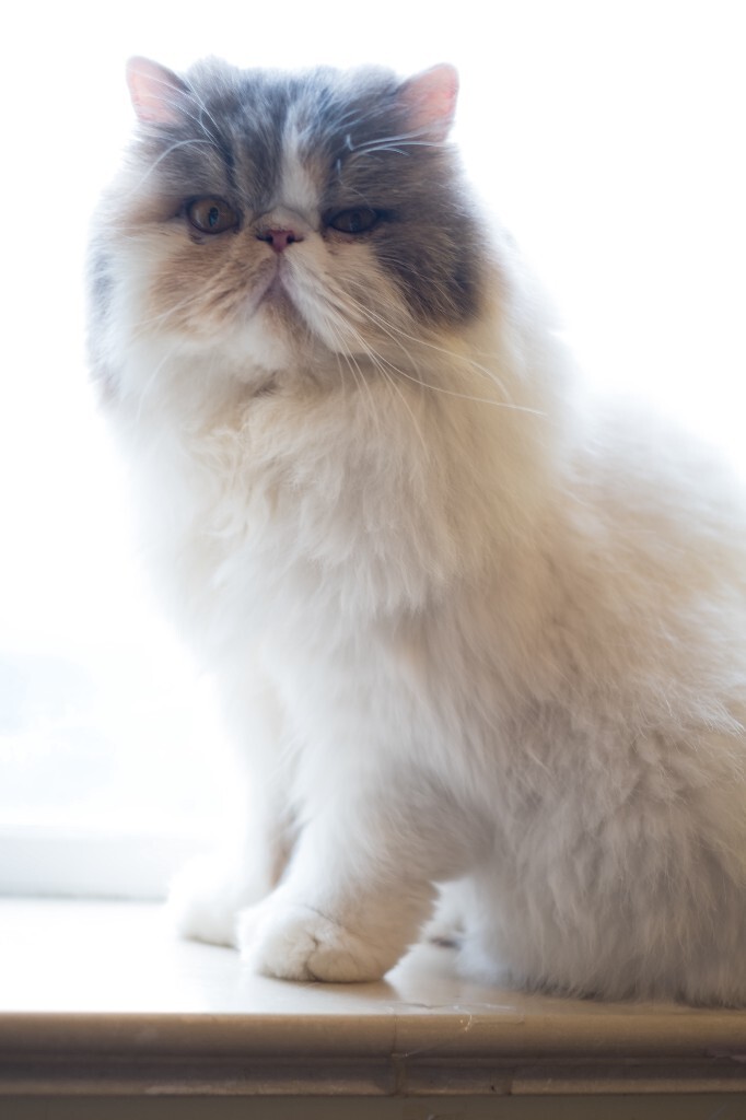 猫 宠物 动物 图片 摄影 喵星人 猫猫