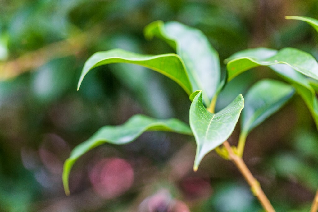 叶子 植物 花草 摄影 风光 自然 自然风光 色彩 春天 色彩