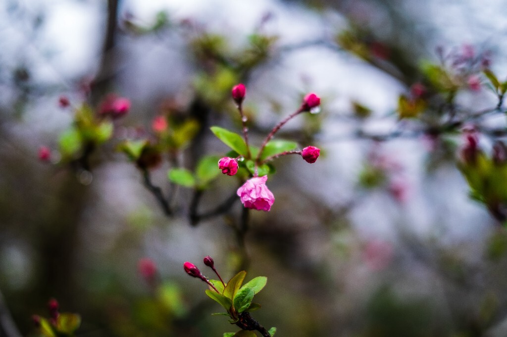 花草 花卉  海棠花  图片 摄影 风光  花朵 花儿