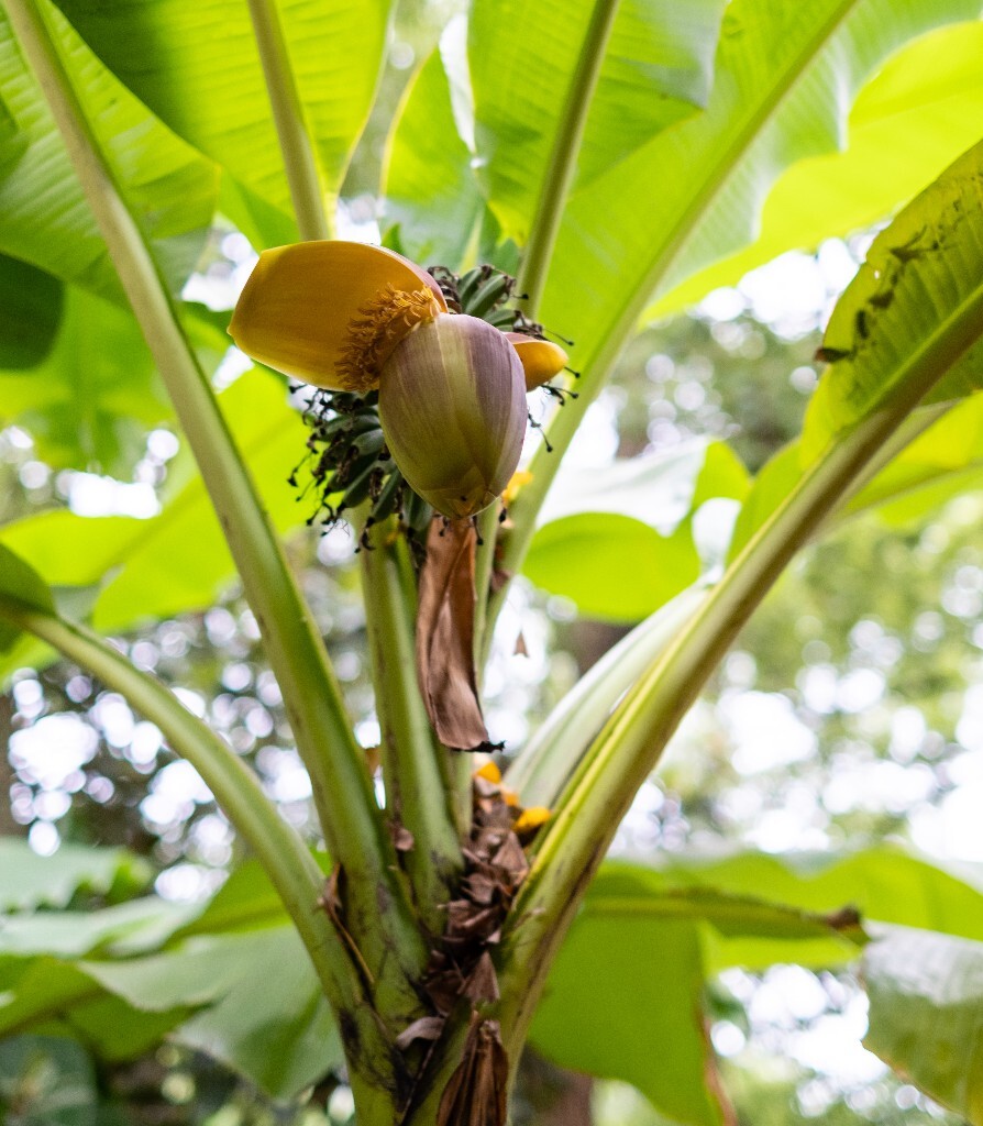 芭蕉 芭苴 板焦 板蕉 大芭蕉头 大头芭蕉 果实 摄影 植物