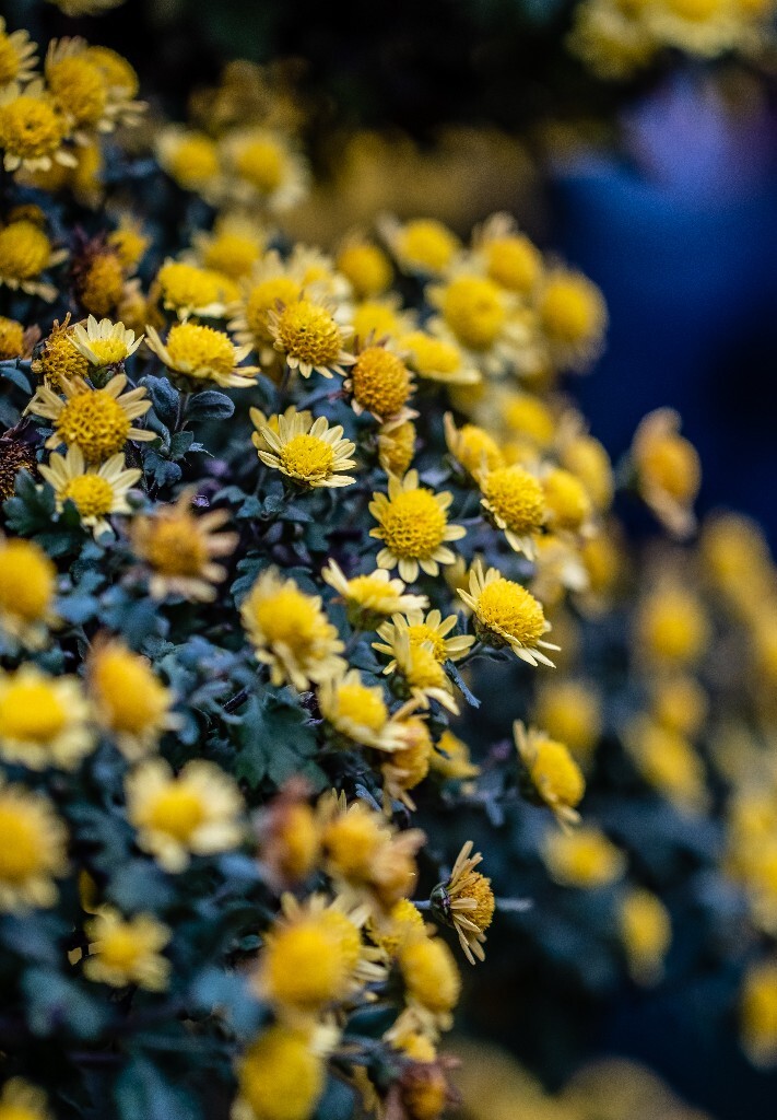 菊花 寿客 金英 黄华 秋菊 陶菊 日精 女华 延年 隐逸花 家菊 花儿 盛开的菊花