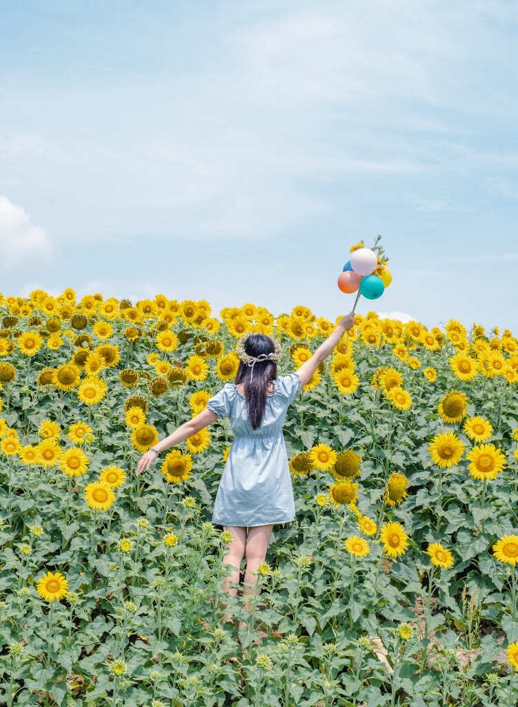 向日葵 花海 风光 自然 摄影 背影 转日莲 花儿 旅行 街拍 人像 美女