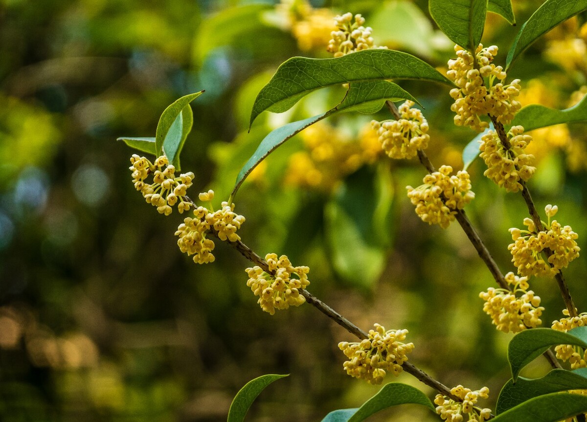 岩桂 木犀 九里香 金 植物 摄影 花草 桂花 金桂 银桂 丹桂 月桂