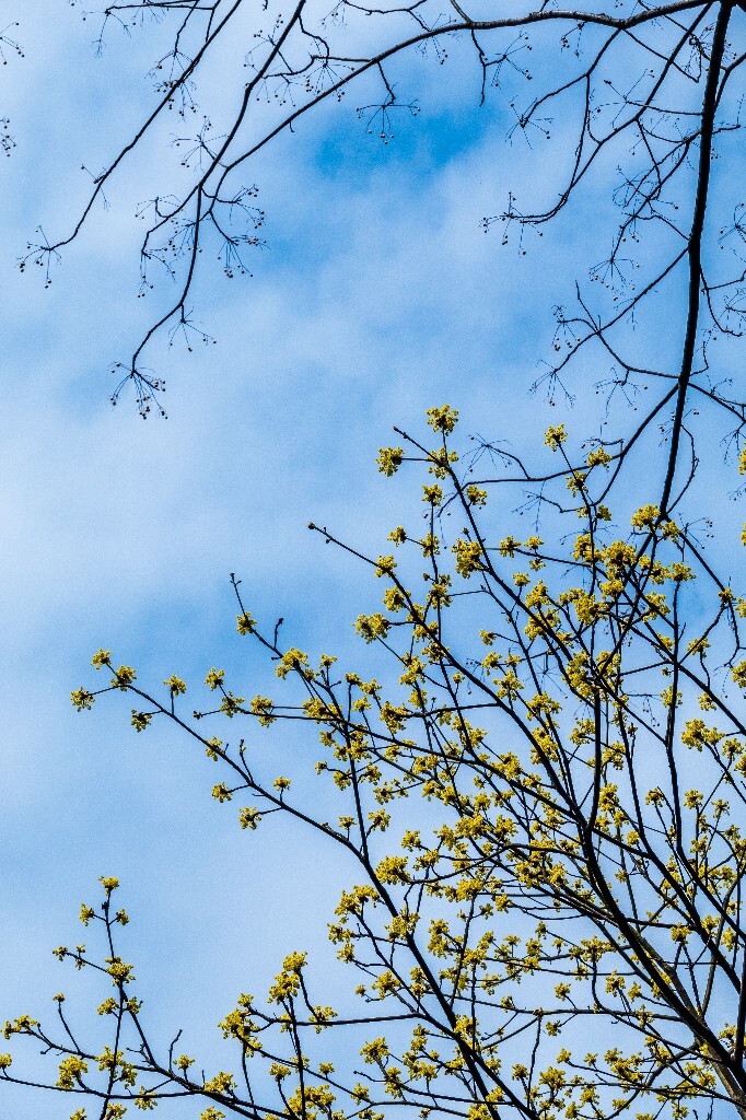 檫木花正黄 花朵 花儿 摄影 盛开的檫木花 