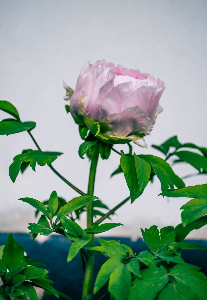 鼠姑 鹿韭 白茸 木芍药 百雨金 洛阳花 富贵花 牡丹 植物 花朵 花儿 牡丹花 含苞待放