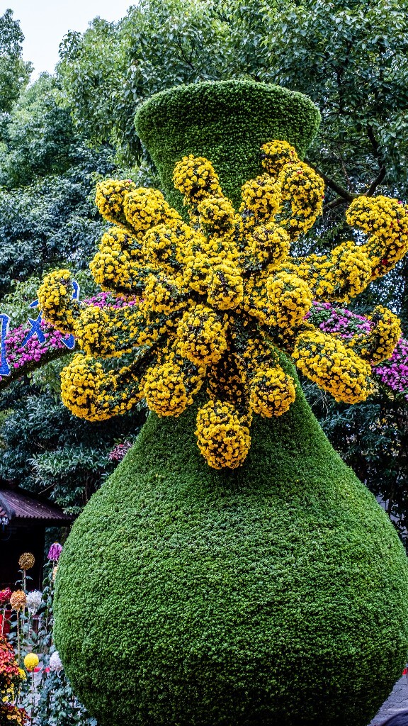 菊花 寿客 金英 黄华 秋菊 陶菊 日精 女华 延年 隐逸花 家菊 花儿 盛开的菊花