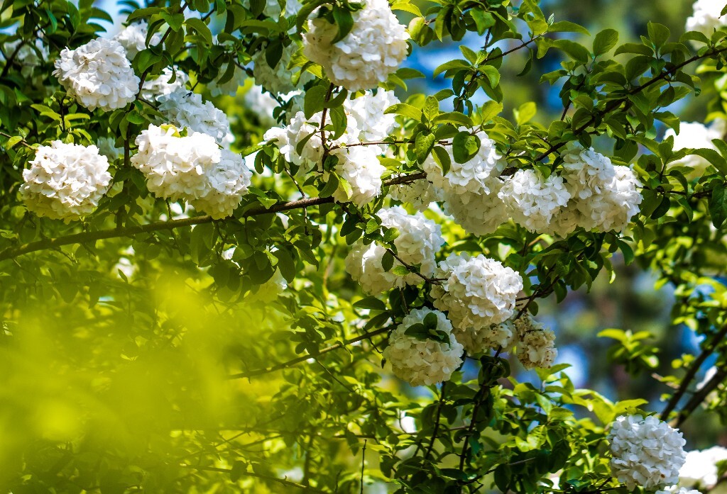 八仙花 粉团花 草绣球 紫绣球 紫阳花 绣球 木绣球 山绣球 摄影 植物 风光 摄影