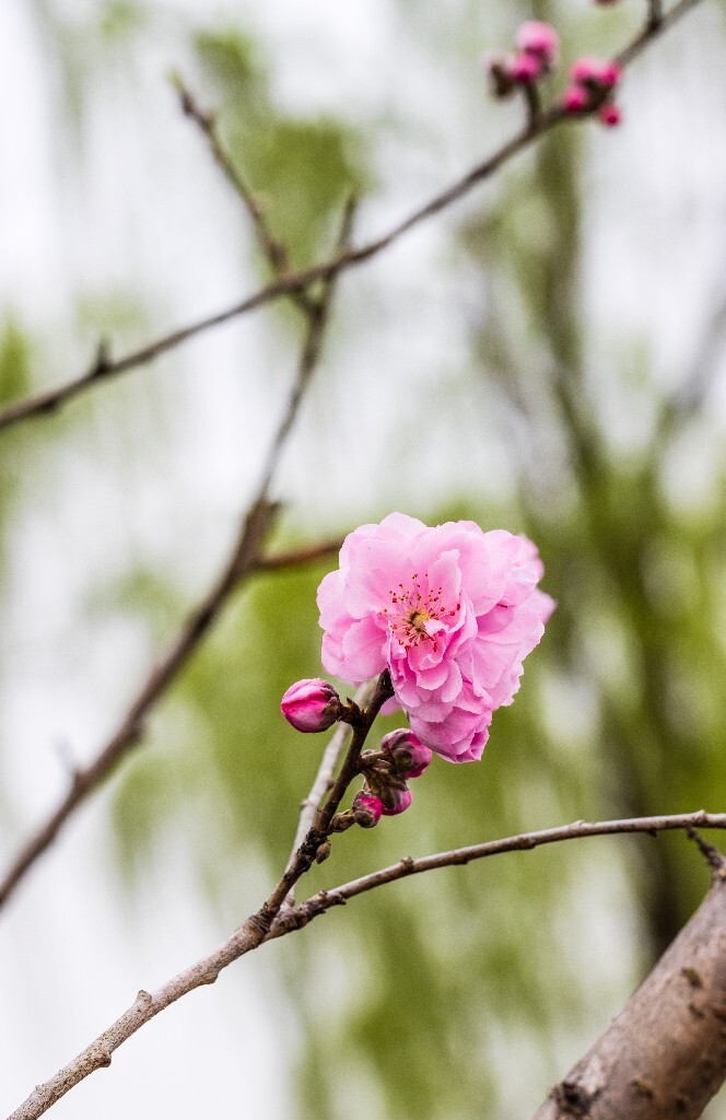 植物 花朵 风光 微距 摄影 西湖桃花 西湖风光 环境 西湖桃花 西湖风光
