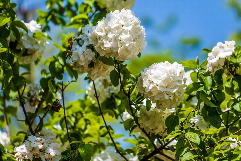 八仙花 粉团花 草绣球 紫绣球 紫阳花 绣球 木绣球 山绣球 摄影 植物 风光 摄影