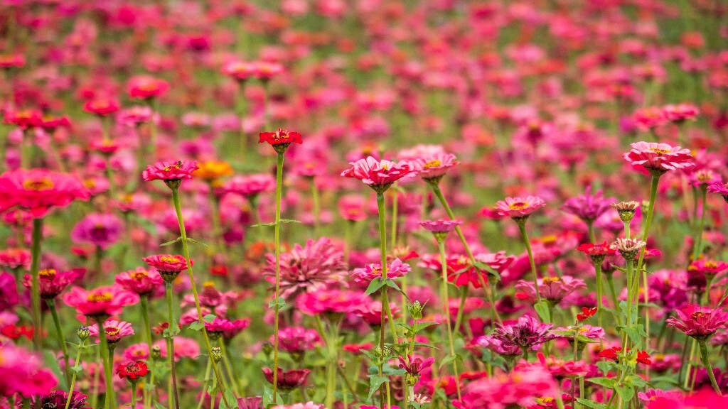百日草 步步高 火球花 对叶菊 秋罗 步步登高 不等高 百日菊 植物 花朵 花儿 旅行
