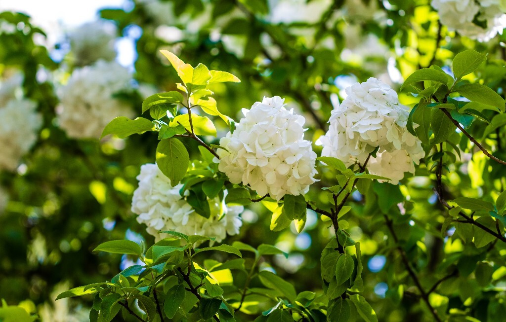 八仙花 粉团花 草绣球 紫绣球 紫阳花 绣球 木绣球 山绣球 摄影 植物 风光 摄影