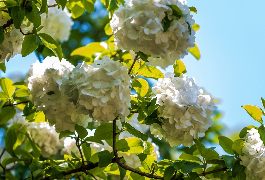 八仙花 粉团花 草绣球 紫绣球 紫阳花 绣球 木绣球 摄影 植物