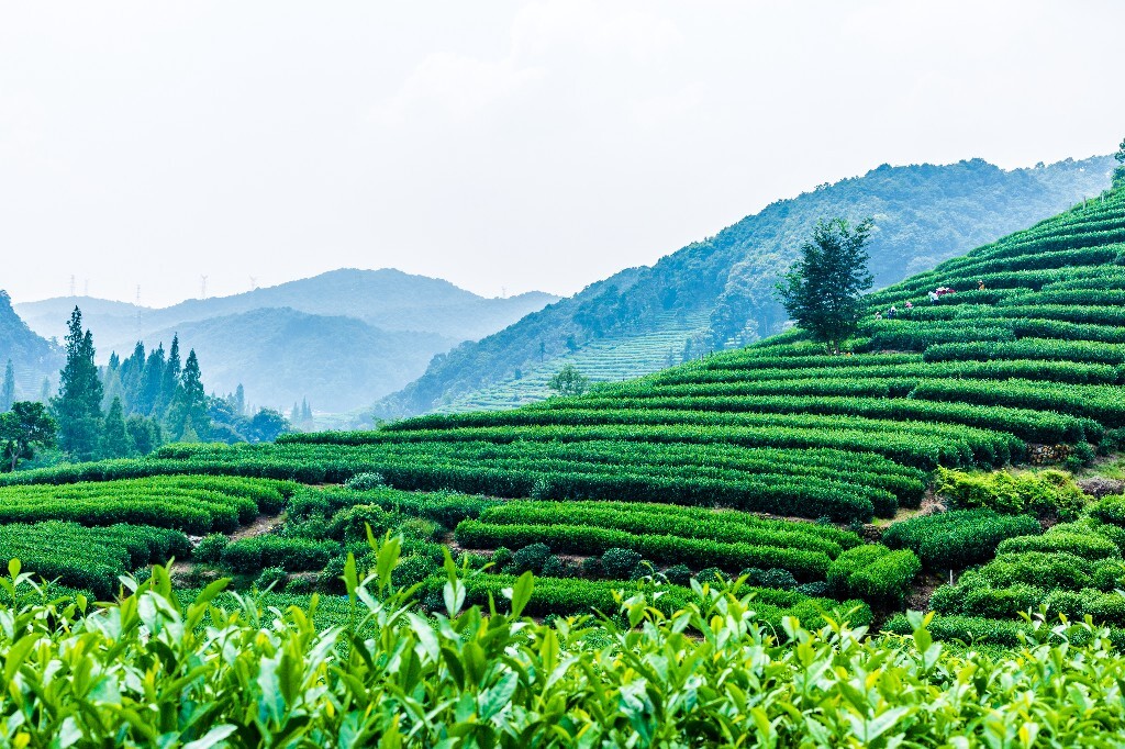 植物 风光 摄影 茶园风光 龙井茶园 旅行 自然 风光 采茶人