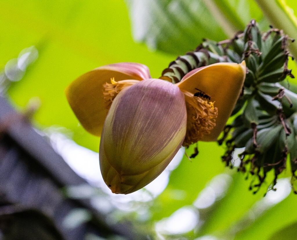 芭蕉 芭苴 板焦 板蕉 大芭蕉头 大头芭蕉 果实 摄影 植物