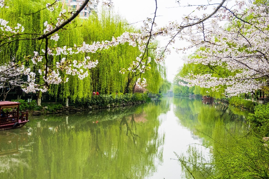 樱花 自然 风光 自然风光 盛开的樱花 花草 花朵 旅行