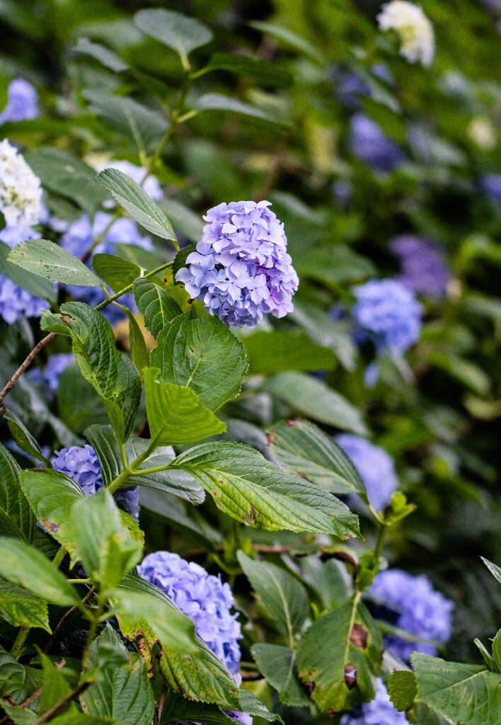 八仙花 粉团花 草绣球 紫绣球 紫阳花  绣球 绣球花 摄影 植物 花朵 花儿