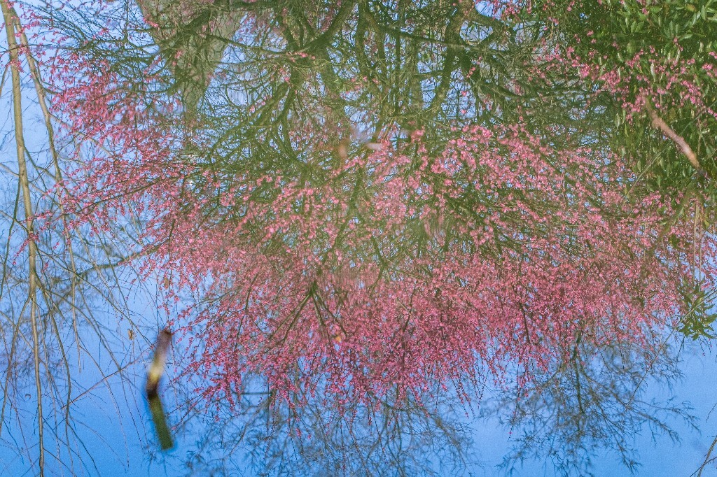 梅花 红色的梅花 梅 图片 摄影 风光 花卉 花朵 旅游 花