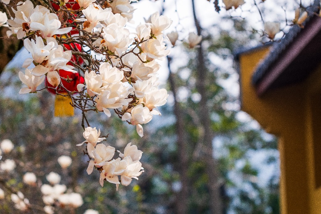 玉兰 玉兰花 植物 微距 摄影 风光 自然 法喜寺 500年玉兰 旅行 白色的玉兰