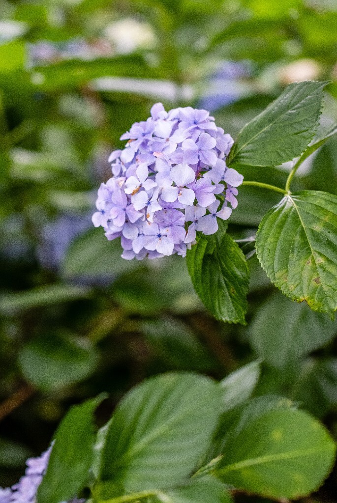 八仙花 粉团花 草绣球 紫绣球 紫阳花  绣球 绣球花 摄影 植物 花朵 花儿