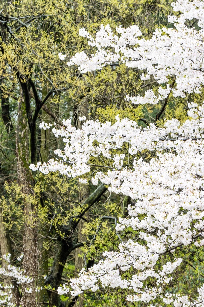 樱花 白色樱花 植物 风光 色彩 自然 环境 西湖春天 西湖之春 西湖风光 风景