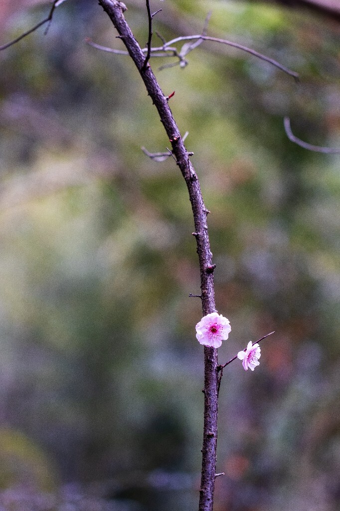 桃花 植物 花朵 花儿 风光 微距 摄影 自然风光 盛开的桃花
