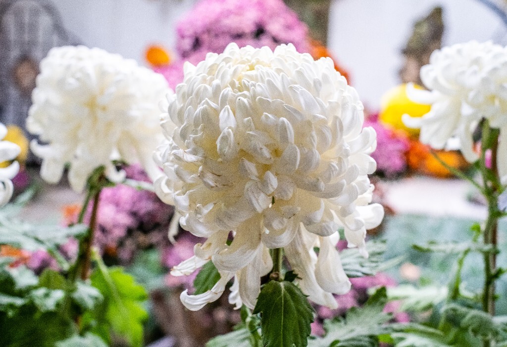 菊花 寿客 金英 黄华 秋菊 陶菊 日精 女华 延年 隐逸花 家菊 花儿 盛开的菊花