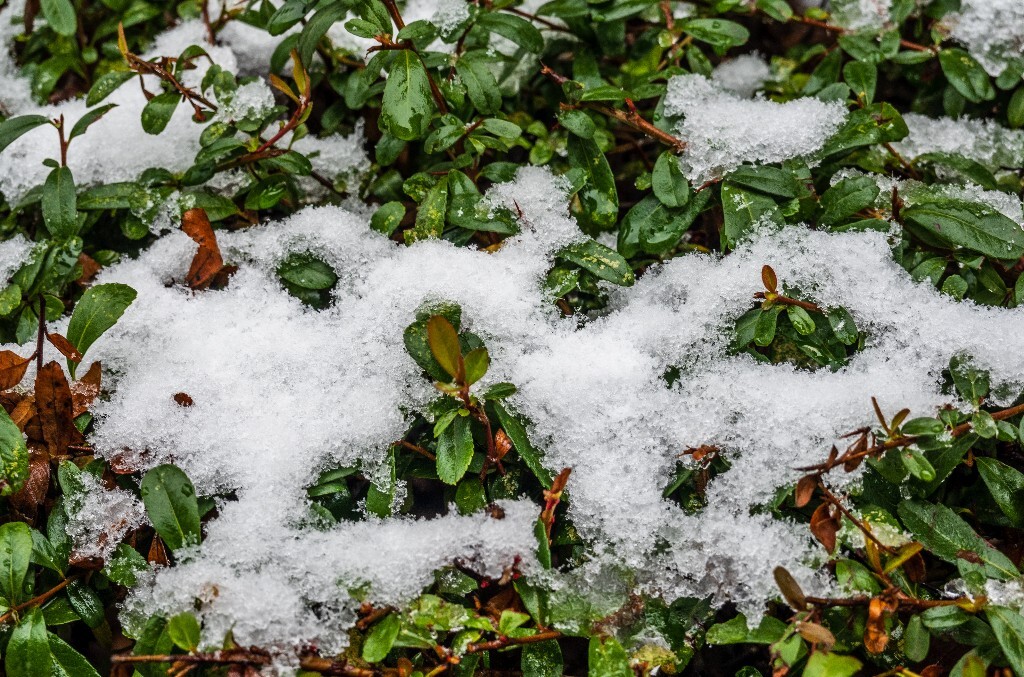雪景 风光 风景 雪 2022年第一场雪 自然 风光 植物 旅行