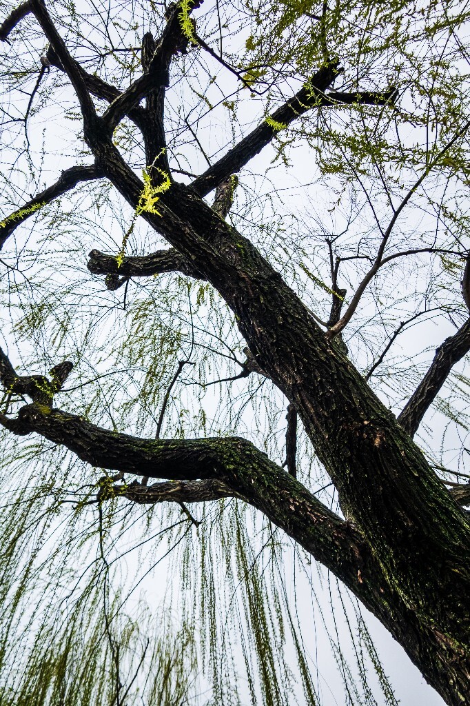 柳树 西湖柳树 风光 摄影 自然 西湖风光 植物 旅行