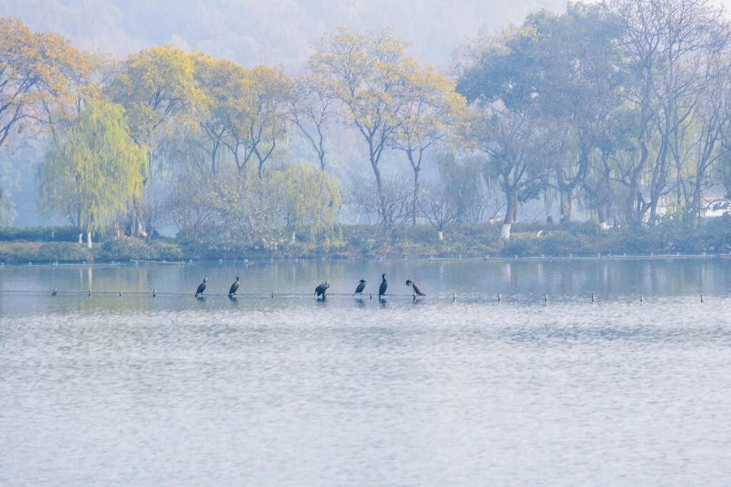 西湖水鸟 西湖风光 风光 西湖 风景 自然 湖水 图片 摄影