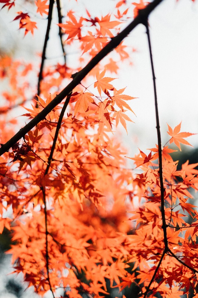 红叶 枫叶 秋季 秋天 图片 摄影 风光 自然
