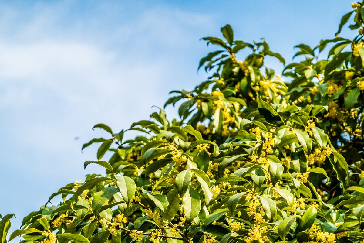桂花 花朵 植物 摄影 旅行 花儿 金桂 银桂