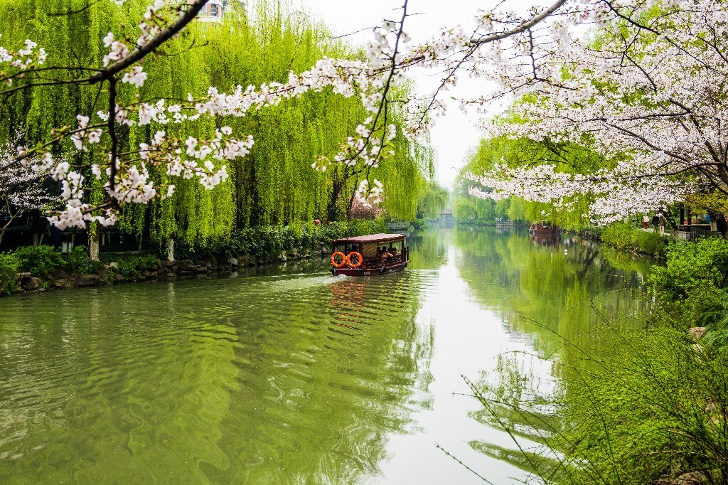 樱花 自然 风光 自然风光 盛开的樱花 花草 花朵 旅行
