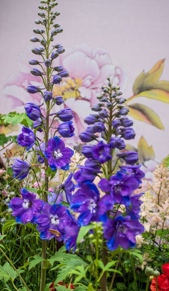 高翠雀花  穗花翠雀  植物 花朵 花儿  风光