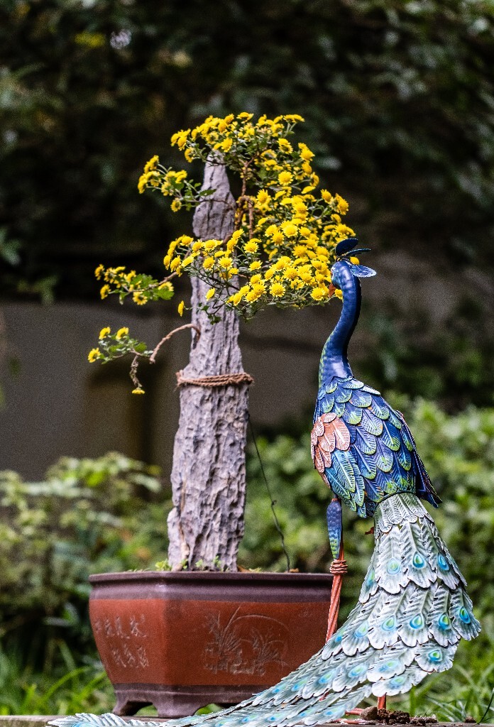 菊花 寿客 金英 黄华 秋菊 陶菊 日精 女华 延年 隐逸花 家菊 花儿 盛开的菊花
