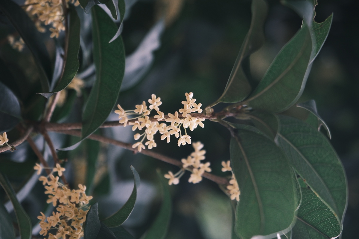 桂花 富士直出 风光 花朵花卉 风光摄影  桂花摄影 满觉陇