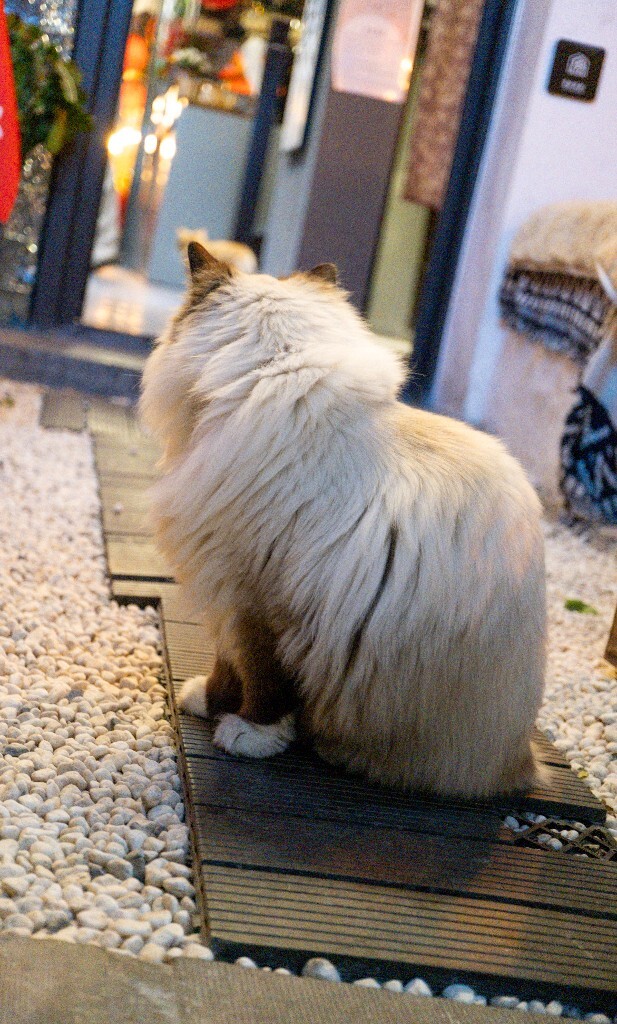 猫猫 动物 宠物 宠物摄影 喵星人 