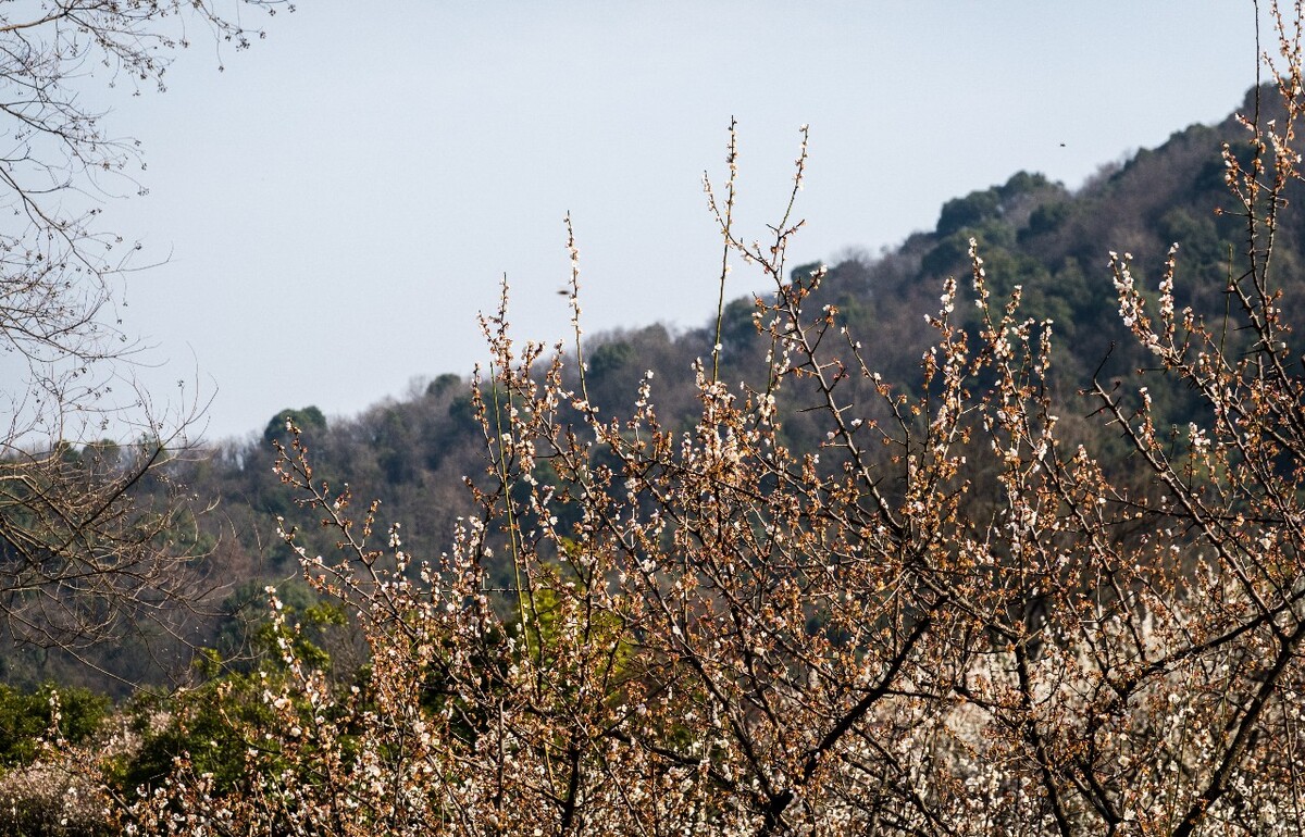 梅花 植物 花 花朵 梅花盛开 盛开的梅花 蓝天白云 花儿