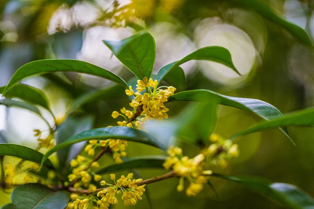 木犀 岩桂 木犀 九里香 桂花 植物 花朵 花儿  摄影 风光  金桂 银桂 丹桂