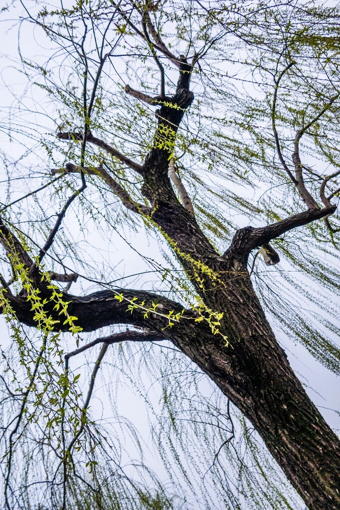 西湖风光 西湖柳树 摄影 风光 自然 西湖风光 旅行 植物 柳树