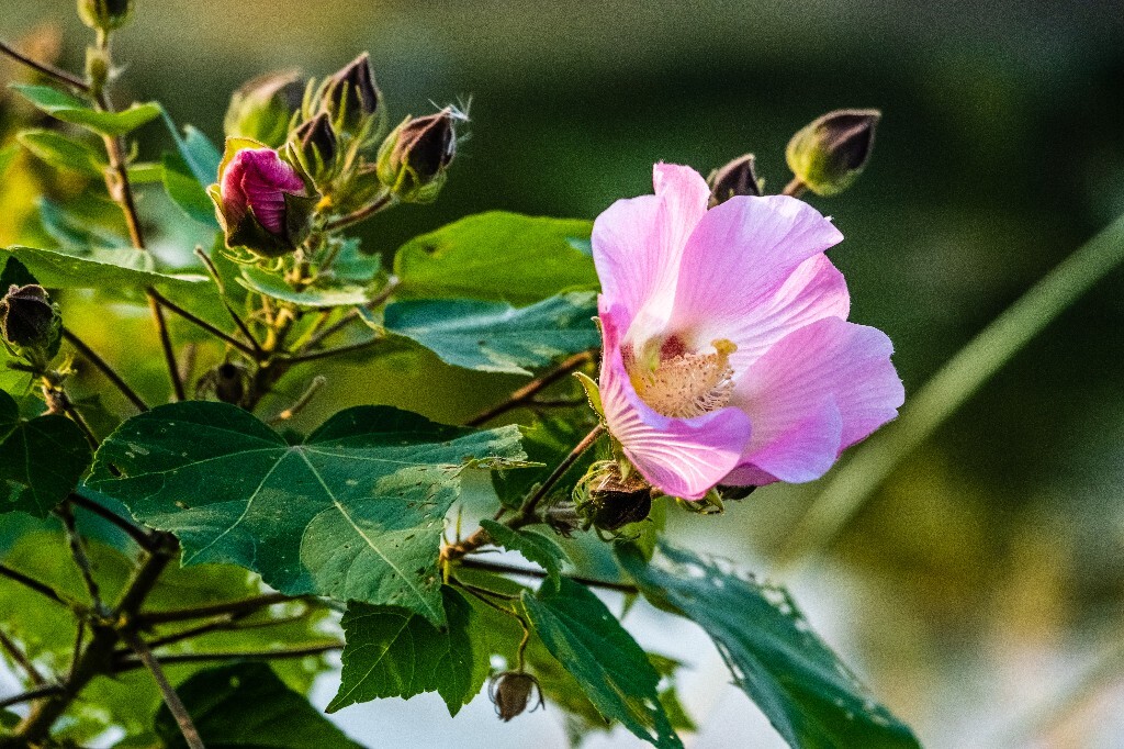 芙蓉花 拒霜花 木莲 地芙蓉 杹木 三变花 九头花 铁箍散 转观花  清凉膏 木芙蓉 植物 花朵 花儿 风光
