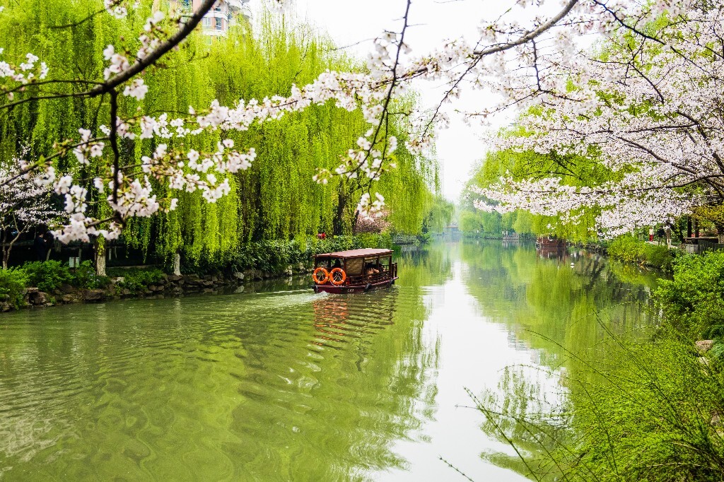 樱花 自然 风光 自然风光 盛开的樱花 花草 花朵 旅行