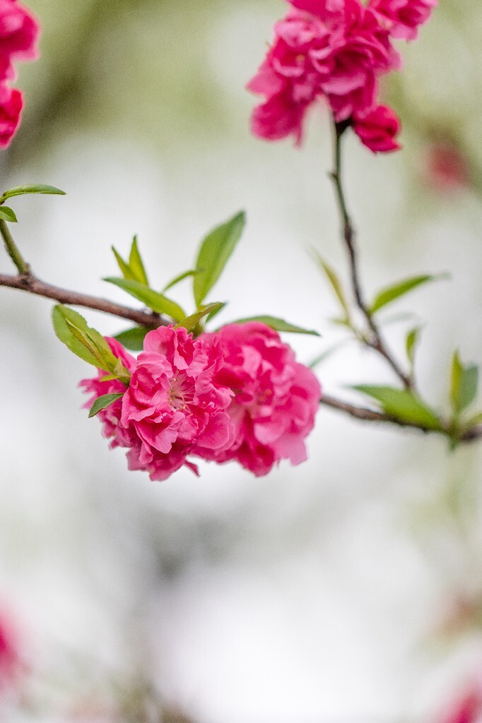西湖桃花  桃花 自然 微距 风光 色彩 西湖之春    <br />
春天 桃红柳绿 西湖三月天
