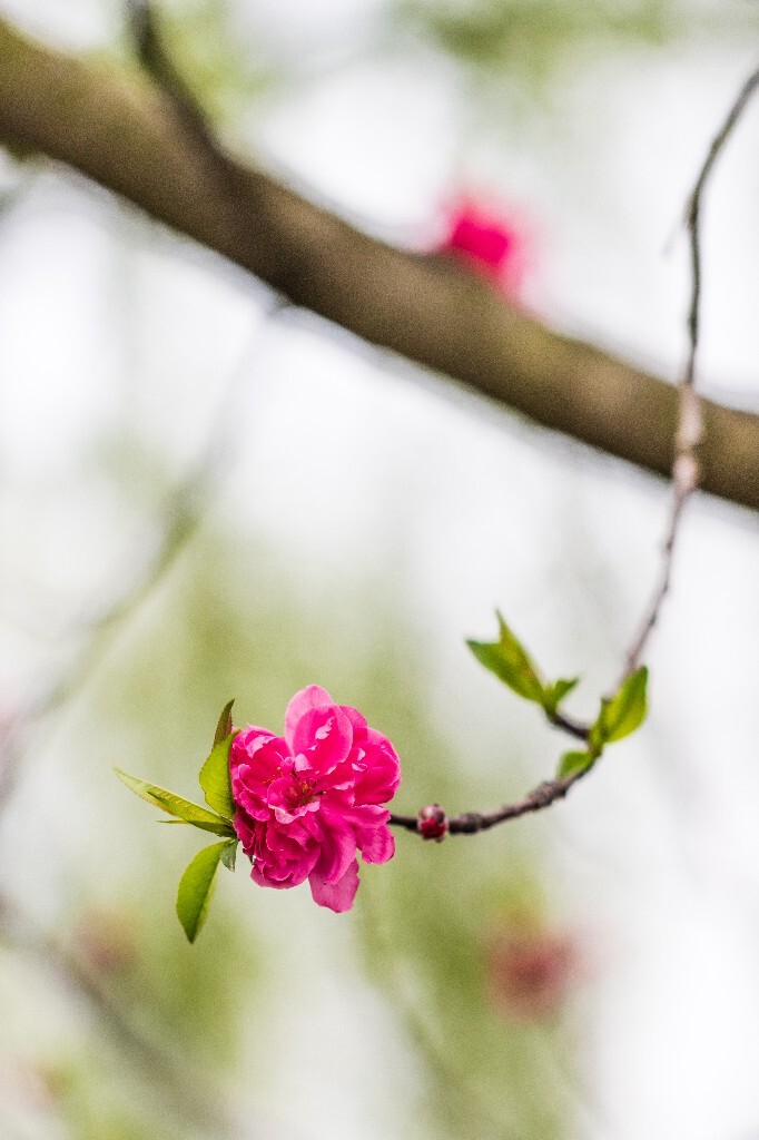 西湖桃花  桃花 自然 微距 风光 色彩 西湖之春    <br />
春天 桃红柳绿 西湖三月天