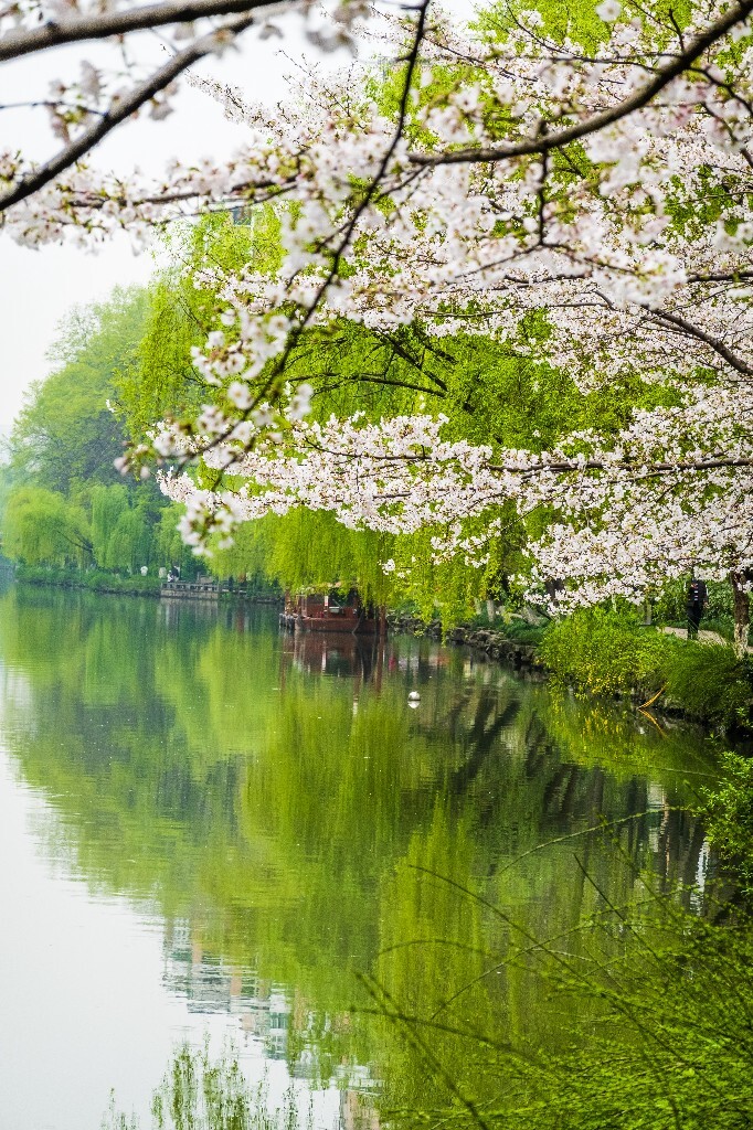 樱花 自然 风光 自然风光 盛开的樱花 花草 花朵 旅行
