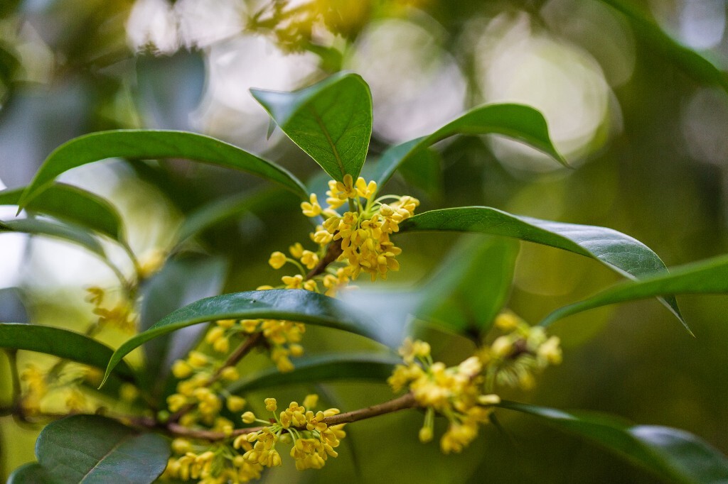 木犀 岩桂 木犀 九里香 桂花 植物 花朵 花儿  摄影 风光  金桂 银桂 丹桂