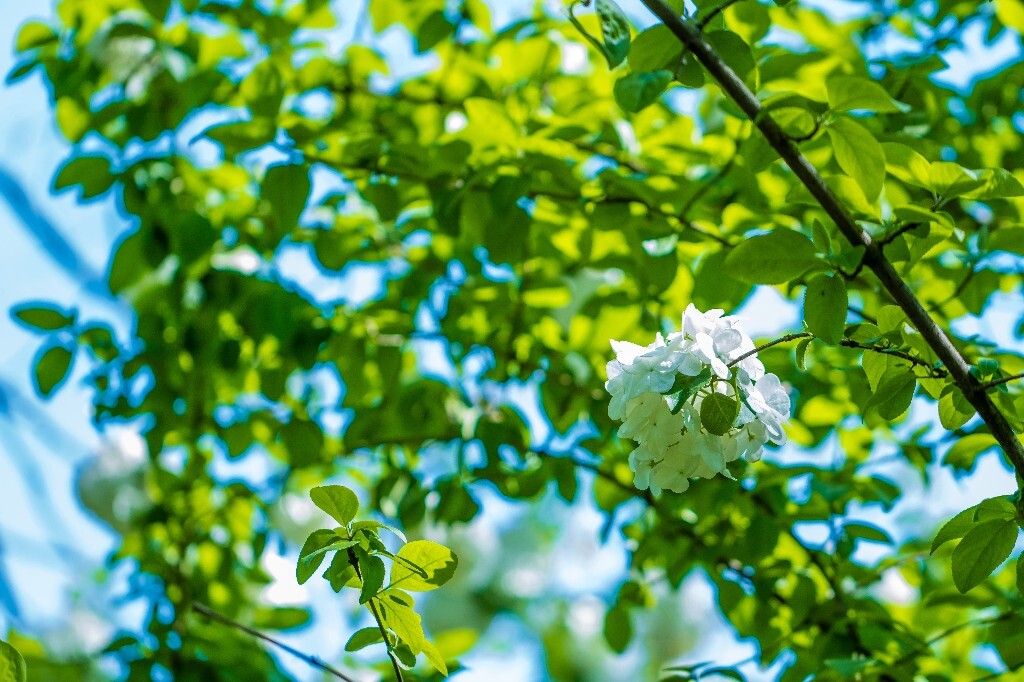 粉团花 紫阳花 八仙花 绣球 木绣球 草绣球 紫绣球 花朵 花儿 植物 摄影