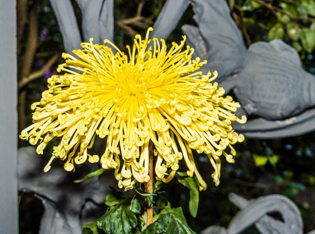 菊花 寿客 金英 黄华 秋菊 陶菊 日精 女华 延年 隐逸花 家菊 植物 花朵 图片 摄影 旅行 菊花展