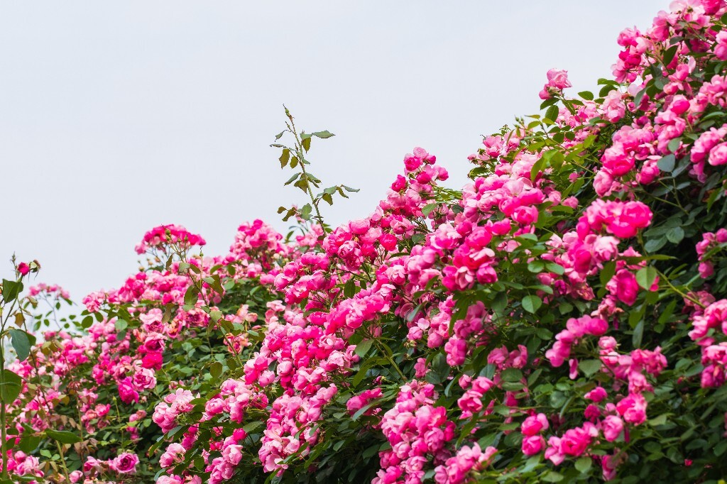 蔷薇 花草 花朵 自然 植物 花儿 摄影